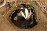 Badgers Image-large